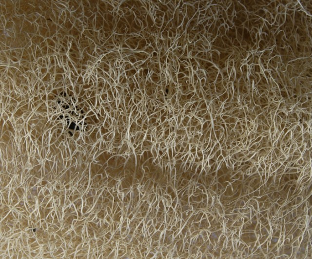 buchavegetal-costapppr