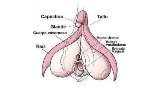 clitoris